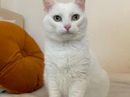 Türkisch angora mix Katze - Düsseldorf