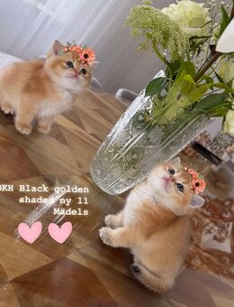 BKH kitten reinrassig Black golden shaded ny 11 von Züchter - Ochsenhausen