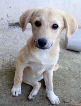 Furla sucht ihr Zuhause für immer - Meuselwitz