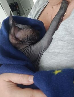 Sphynx Kater 1 1/2 Jahre - Sulzbach-Rosenberg