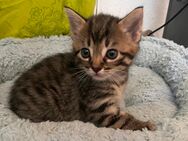 BHK kitten, Kurzhaar Babys Tabby kätzchen - Achim