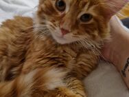 Mainecoon Katee zu verkaufen - Trossingen