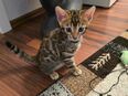 Bengal Kitten in 47051