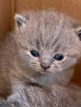 Reinrassige Bkh Kitten in blue - Brakel