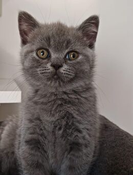 BKH Kitten Mädchen blau /Auszugsbereit - Hamburg