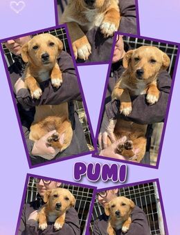 Kleine Pumi in Not! - Nürnberg