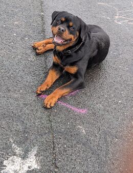 Rottweiler stubenrein und Trainiert - Oberhausen