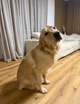 Golden Retriever - Vilshofen (Donau)