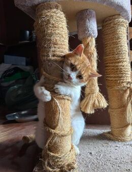 Shiva - Kuschelbär auf Wohnungssuche - Kirchheim (München)