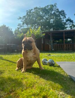 Deckrüde – Sportlicher Französischer Bulldoggenrüde bietet Deckeinsatz - Raunheim