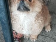 Reinrassige Pekingese-Hunde - Aschersleben