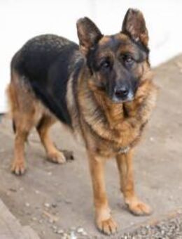 GIBSY -immer wachsam, immer interessiert - Overath