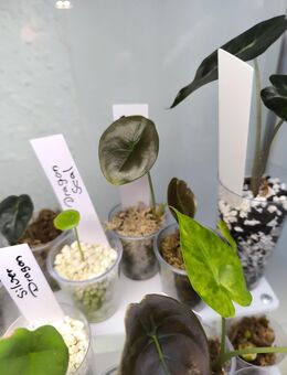 Alocasia Set Jungpflanzen - Eisenhüttenstadt
