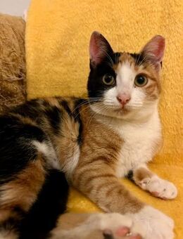 Maria Dolores aus dem Tierschutz - Grevenbroich