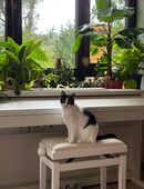 Katze schwarz und weiß in 81825