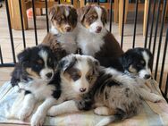 Australian Shepherd mit ASCA Papieren - Lehrte