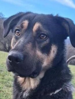 Hundejunge STEW - Gefrees