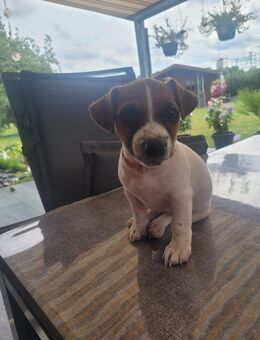 Süßer Jack Russell Welpe Weibchen - Werne