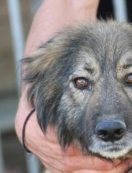 Wayra - zutrauliche Wuschelhündin - Lohra