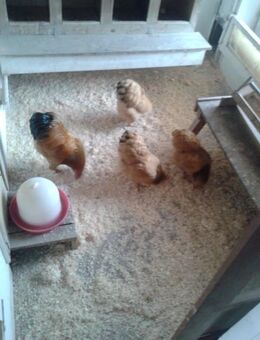 Dt. Zwerg - Wyandotten - Bürgstadt