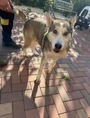 Unsere Naomi sucht ein neues Zuhause in 04103