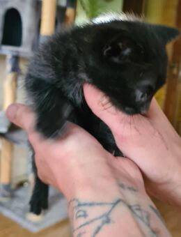 Katzenbaby Sucht neues Zuhause - Walldorf (Baden-Württemberg)