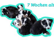 Border Collie Welpen - Jerichow Karow