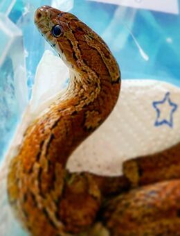 Kornnatter weibchen abzugeben mit Terrarium - Potsdam