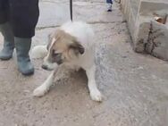Tania wartet im Tierheim - Köln
