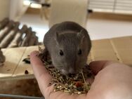 Rennmäuse suchen ein neues zu Hause - Mönchengladbach