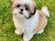 Reinrassige Shih Tzu Hündin abzugeben / Welpe - Seeland Gatersleben