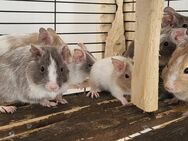 Degu Babys - Uckermark