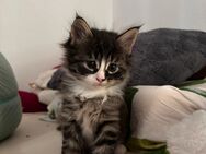 Main Coon Ragdoll Mix (Ragcoon Kitten) - Burghausen