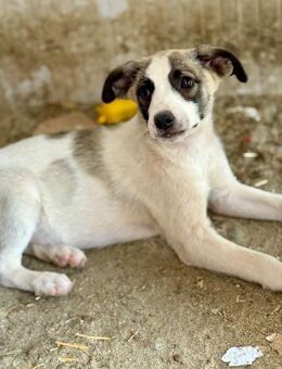 Ljuba, lebhaft, süss...wer adoptiert sie - Bochum