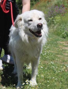 DIAS - sanfter, freundlicher Hundemann - Aerzen