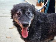 OldBoy ♥Billy♥ Senior sucht Treue+Liebe - Hamburg