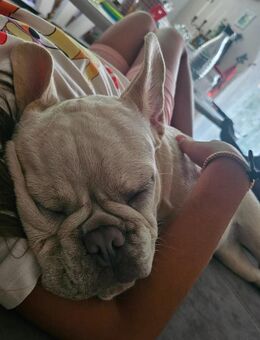Französische bulldogge - Tübingen