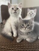 🐾 Zauberhafte Katzenbabys / Kitten ab Ende Juli in liebevolle Hände abzugeben 🐾 in 19412