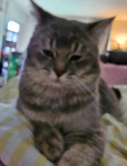 DECKKATTER BKH - Schwalmtal (Nordrhein-Westfalen)