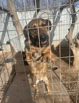 Alvar freundlich - Olfen