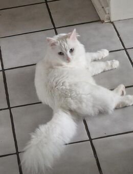 Wunderschöne 3 Jahre alte Angora Katze - Leverkusen