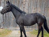 Tolle Freizeitpartnerin - Straubing