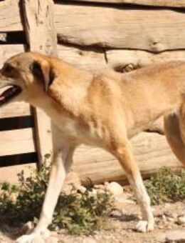 Evita braucht einen besonderen Menschen! - Oberhausen