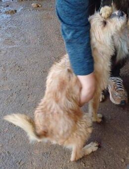 Mirco Handicap nach Autounfall - Blankenheim (Nordrhein-Westfalen)