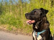 Oreo sucht dringend Zuhause oder PS - Kallmünz
