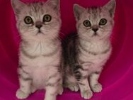BKH Kitten Kätzchen Babykatze Männchen Weibchen - Lemgo