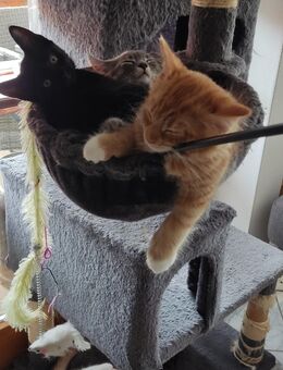 Katzen suchen liebevolles zu Hause - Jungingen