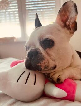Französische Bulldogge "Minnie Maus" 3 Jahre alt - Waldkraiburg