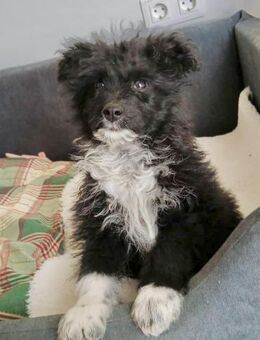 🖤✨ Welpe Murphy sucht Glück ✨🖤 - Eislingen (Fils)