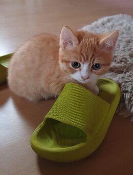 Süßer Kater sucht noch eine liebe Familie - Straubing